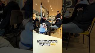 First time they see a dog talking 🤣🤣 dog funny frenchbulldog food [upl. by Eehc]