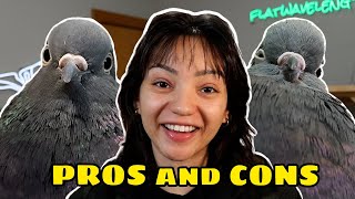 THE PROS AND CONS OF HAVING A PET PIGEON [upl. by Aiden]