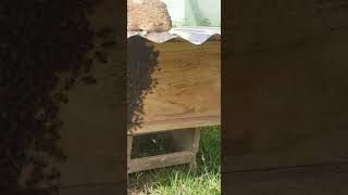 Millions of bees swarm around my hive stinging bees shorts [upl. by Rysler669]