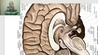 Anatomy of CNS Module in Arabic 2024Commissural and projection fibers by Dr Wahdan [upl. by Dupre330]