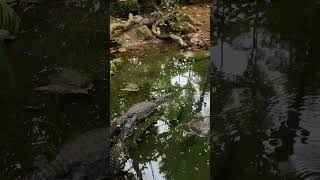 Weiter im Tropenhaus 🌴 Abenteuer im Krefelder Zoo 🐒🦎🐍 Tropenhaus KrefelderZoo ExotischeTiere [upl. by Rfinnej232]