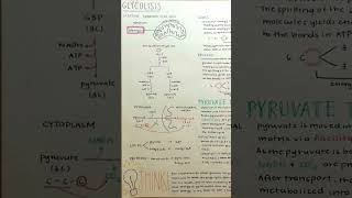 Glycolysisnotesclass12 biology glycolysis notes [upl. by Brower324]