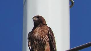 Red tailed hawk lets out a piercing cry [upl. by Russi]