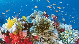 Het Great Barrier Reef is s werelds grootste koraalrif systeem heeft een grote diversiteit leven [upl. by Veronique617]