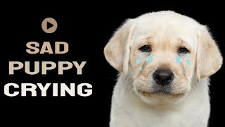 Puppy Crying Sound Effect Puppy crying sounds for Dogs [upl. by Mitzi]