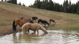 Waterhole Video [upl. by Noruq48]