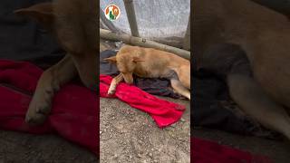 Luckily it was saved Who has poisoned the dog to make it like this doglovers rescue pets [upl. by Nnaarat]