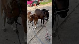 Kreislauftablette 😳du spinnst wohl reisegruppeunbeliebt equestrian horse animals [upl. by Eeltrebor]