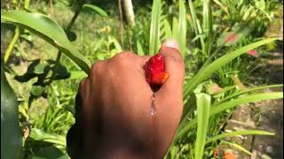 Indian Head Ginger or Costus speciosus stock photostrange flowers [upl. by Florentia236]