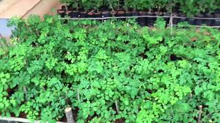 Nursery with 1500 Moringa Plants [upl. by Boru300]