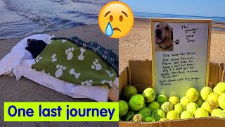 One last journey  A Mans heartache as he takes his dog to the sea for the last time  cute dog [upl. by Sirrah]