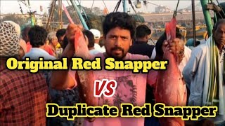 original red snapper vs duplicate red snapper [upl. by Aivonas]