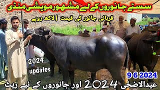 Maweshi Mandi New Updates 9 6 2024  Cow Mandi 2024  Munsif Khan Vlog [upl. by Ailegna]