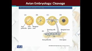 Avian embryology Cleavage  Principles of Animal LifeI  ZOO514TTopic176 [upl. by Lowndes]