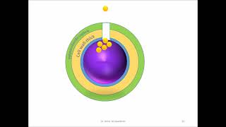 Streptococci Grampositive catalase negativecocci A [upl. by Tunk666]