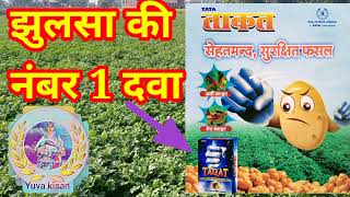 आलू झुलसा की दवा  tata taqat  taqat  झुलसा ताकत  captan70hexaconazole 5wp  taqat fungicide [upl. by Llerrod]