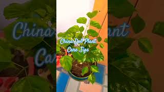 China Doll Plant Care Tips Radermachera SinicaMeenakshi House Garden [upl. by Ena]