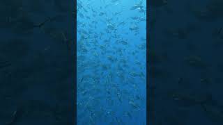 Dreaming of trevally bait balls ✨ trevally baitball schooloffish underwater scubadiving asmr [upl. by Renard]