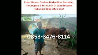 085334768114 Jual Sapi Kurban Termurah KELAPA NUNGGAL [upl. by Aseeram]