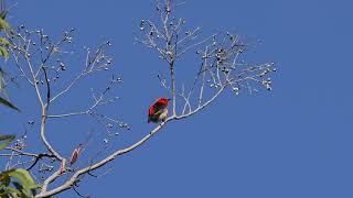 Scarlet Honeyeater at Spring Mountain Jul 2024 [upl. by Nettie]