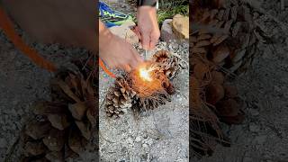 Pine Cones Great for Making Fires shortsfeed [upl. by Zoe]