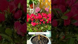 Rooting amp Blooming Tips for Indoor Plants  Easy Guide” [upl. by Anana]