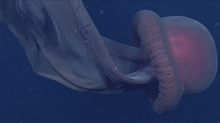 Scientists Spot Rare Giant Phantom Jellyfish With 33FeetLong MouthArms [upl. by Tiga]