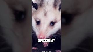 Opossum Facts You Need to Know opossum [upl. by Atidnan]