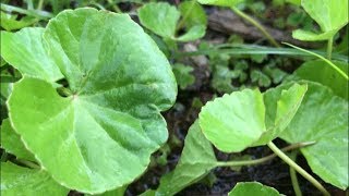 Enhancing Brain function with GOTU KOLA [upl. by Nalon]