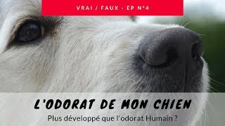 Lodorat du chien plus important que celui de lHomme [upl. by Boarer]