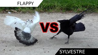 Flappy’s return Pigeon vs Crow [upl. by Asiar]