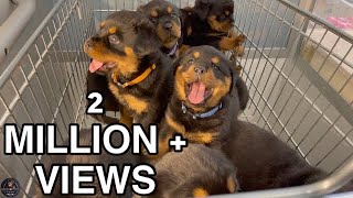 6 Weeks Old Rottweiler Puppies Get Microchips amp First Vaccinations [upl. by Mariand726]