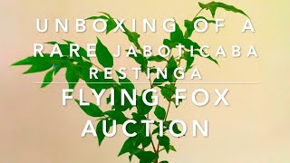 Unboxing a Rare Jaboticaba Restinga from Flying Fox Fruits [upl. by Ger]