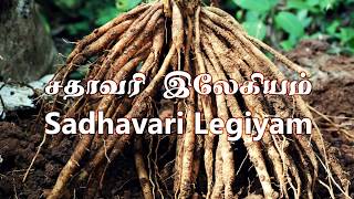 Sadhavari Legiyam சதாவரி இலேகியம் Part 12  Preparation and Uses Tamil [upl. by Netniuq]