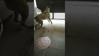 Bullmastiff Barking evathebullmastiff [upl. by Kenelm]