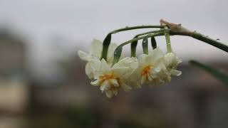 Newroz  Kurdish New Year [upl. by Vida316]