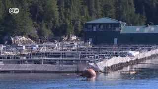 Aquafarming in Kanada  Zuchtlachs gefährdet Wildlachs  Global 3000 [upl. by Ahsienek]