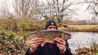 Chub Fishing On The River Wensum  November 2023 [upl. by Other]