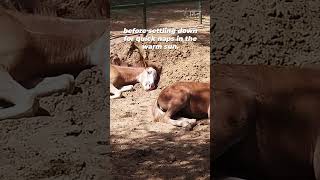 Watch Rocky amp Leslie Enjoy Their Lives at Animal Rahat [upl. by Erihppas]