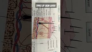 Skin layers part1biologyskincareskinlaseranatomysimplifiedepidermisbiologymadeeasyviralshort [upl. by Bat]