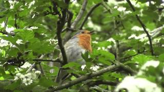 De zang van het roodborstje Erithacus rubecula [upl. by Festa]