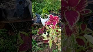 my colorful plant plant gardening garden plantstory youtubeshorts [upl. by Nylireg]