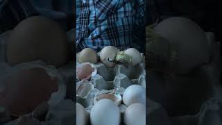 Baby chick hatches on the car ride home chickens farmlife newlife sosweet [upl. by Nicholle]