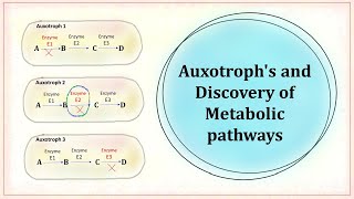 Auxotroph and discovery of metabolic pathway [upl. by Aved]