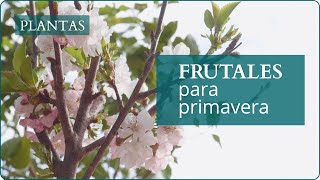 Los MEJORES árboles FRUTALES para la PRIMAVERA  Verdecora [upl. by Bilbe692]