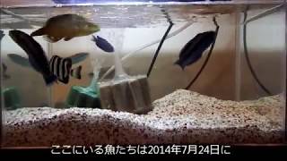 釣った魚を飼う。東京西部 海水魚いろいろ。エボシガイさんの海の生き物採取と飼育 [upl. by Anastas]