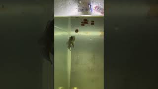 Feeding my Oscar fish baby 😘🥰😍 viralvideo shorts [upl. by Nrek]