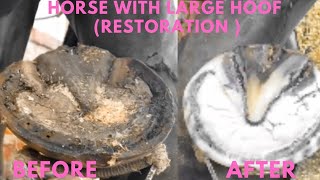 Shire Horse Complete restoration Shire Horse Restoration Compilation shirehorse huge massivehoof [upl. by Hoehne]