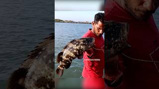 Grouper Fish Fishing in River Mouth fishingislife grouperfish fishingtecnique fish fishing [upl. by Eyaj711]