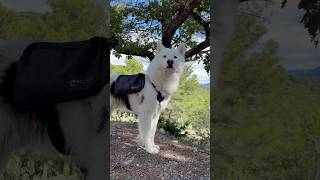 Windy Day Inspection of Vineyards and Olive Groves at Chêne Bleuyakutianlaika pets wine france [upl. by Yenreit]